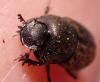 Onthophagus similis